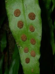 Loxogramme dictyopteris. Fertile frond, with round to ovate, exindusiate sori on the abaxial surface.
 Image: L.R. Perrie © Leon Perrie CC BY-NC 3.0 NZ